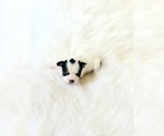 Image preview for Ad Listing. Nickname: AKC Ladybug