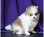 Small #5 Pomeranian