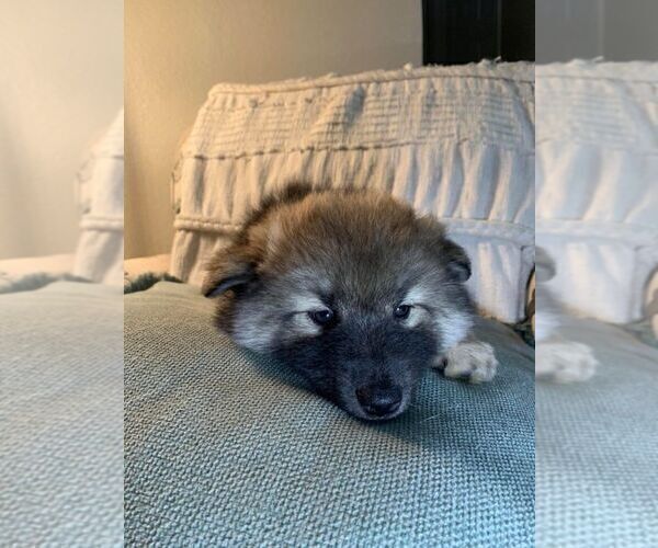 Medium Photo #5 Pomsky Puppy For Sale in OAK HARBOR, WA, USA