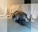 Small Photo #5 Pomsky Puppy For Sale in OAK HARBOR, WA, USA