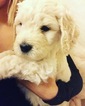 Small Photo #6 English Cream Golden Retriever Puppy For Sale in SACRAMENTO, CA, USA