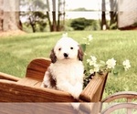 Small #4 Cavapoo