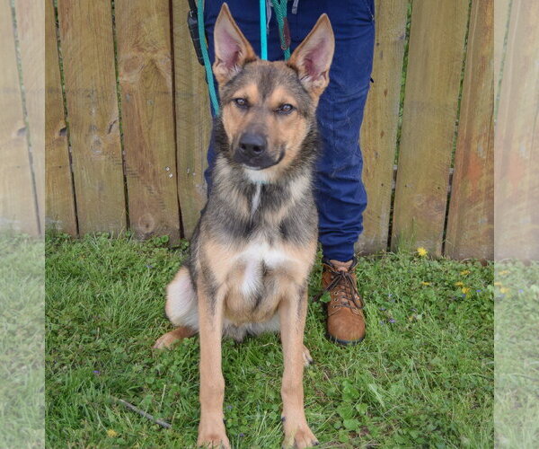 Medium Photo #3 Collie-German Shepherd Dog Mix Puppy For Sale in Huntley, IL, USA