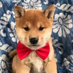 Shiba Inu Puppy for sale in QUARRYVILLE, PA, USA