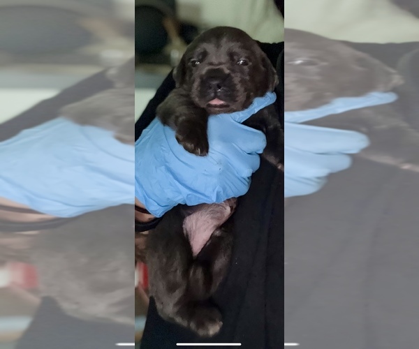 Medium Photo #8 Cane Corso Puppy For Sale in ANDERSON, IN, USA