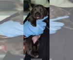 Small #7 Cane Corso