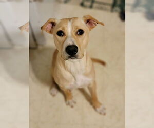 Layla Momma Dessin - Female Labrador Retriever-Unknown Mix Dog for Adoption - Photo #11
