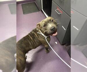 Medium American Pit Bull Terrier Mix