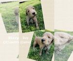 Small Photo #8 Goldendoodle Puppy For Sale in LEBANON, TN, USA