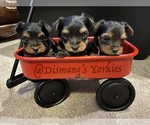 Small Photo #1 Yorkshire Terrier Puppy For Sale in OLATHE, KS, USA