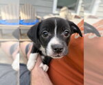 Small #2 Australian Shepherd-Chihuahua Mix