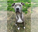 Small #7 American Pit Bull Terrier Mix