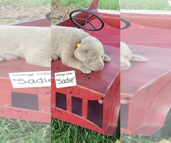 Medium Photo #1 Labrador Retriever Puppy For Sale in PAXTON, IL, USA