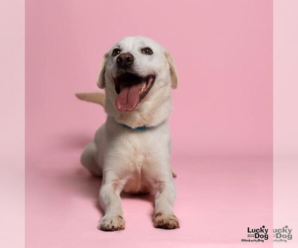 Medium Photo #2 Labrador Retriever-Whippet Mix Puppy For Sale in Washington, DC, USA
