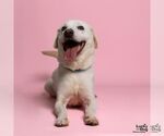Small #1 Labrador Retriever-Whippet Mix