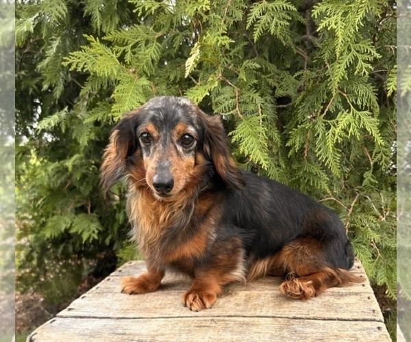 Medium Photo #1 Dachshund Puppy For Sale in MIDDLEBURY, IN, USA
