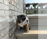 Puppy Jack English Bulldog