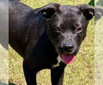 Small Labrador Retriever Mix
