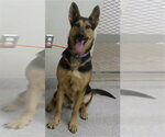 Small German Shepherd Dog Mix