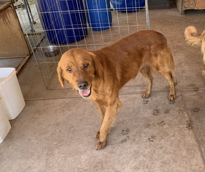 Father of the Golden Retriever puppies born on 07/13/2026