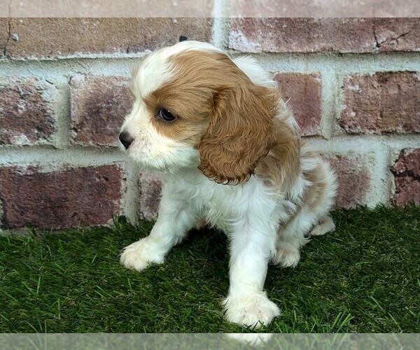 Medium Photo #7 Cavalier King Charles Spaniel Puppy For Sale in MOBERLY, MO, USA