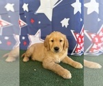 Small #17 Golden Retriever