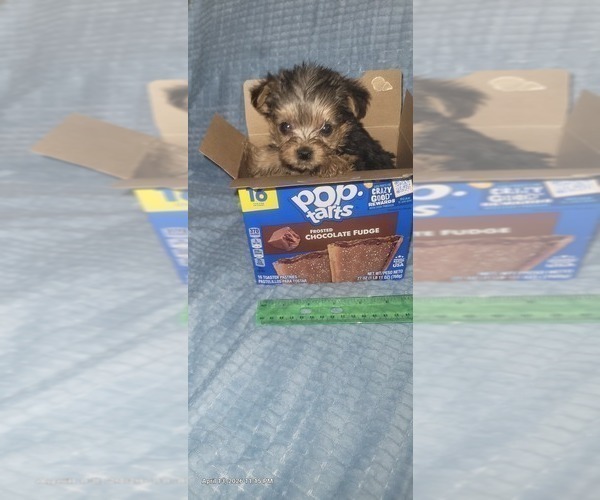 Medium Photo #148 Yorkshire Terrier Puppy For Sale in AKRON, OH, USA