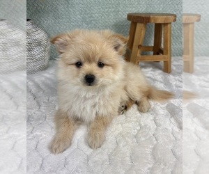 Pomeranian Puppy for sale in FRANKLIN, IN, USA