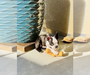 Boston Terrier Puppy for sale in SACRAMENTO, CA, USA