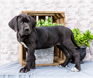Medium Great Dane
