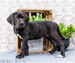Puppy 1 Great Dane