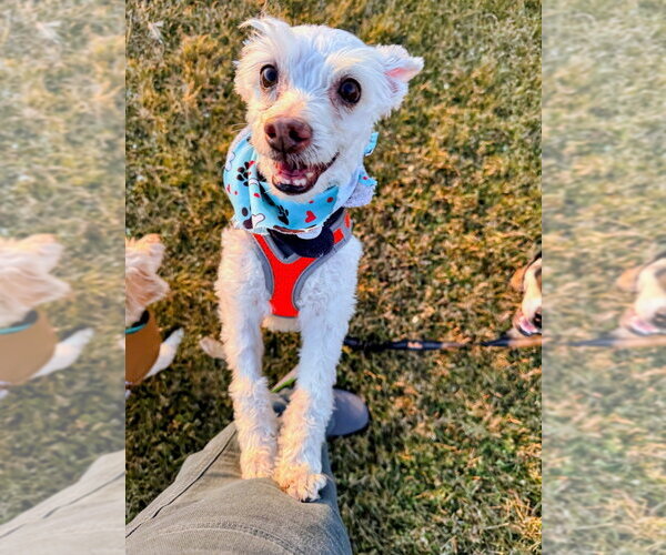 Medium Photo #9 Mutt Puppy For Sale in Salt Lake City, UT, USA