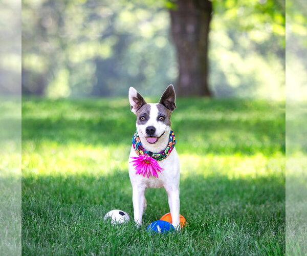Medium Photo #3 Mutt Puppy For Sale in Unionville, PA, USA
