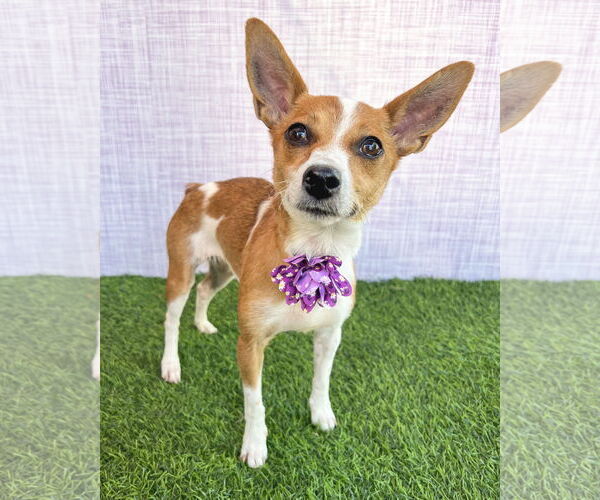 Medium Photo #1 Rat-Cha Puppy For Sale in Corona, CA, USA