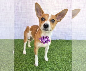 Rat-Cha Dogs for adoption in Corona, CA, USA