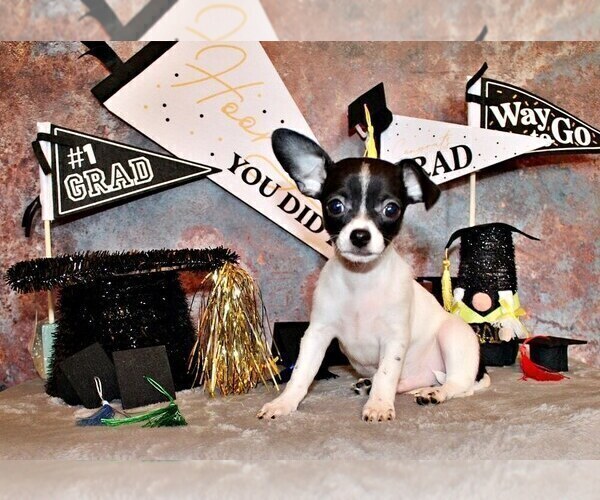 Medium Photo #2 Chihuahua Puppy For Sale in CHARLESTON, AR, USA