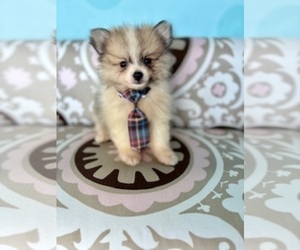 Pomeranian Puppy for sale in RIPLEY, MS, USA