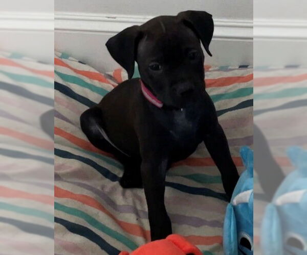 Medium Photo #1 Labrador Retriever-Unknown Mix Puppy For Sale in The Woodlands, TX, USA