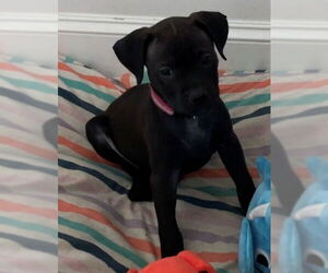 Labrador Retriever-Unknown Mix Dogs for adoption in The Woodlands, TX, USA