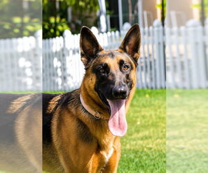 Xander - Adopt Me! - Male German Shepherd Dog-Unknown Mix Dog for Adoption - Photo #9