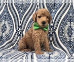 Small #10 Goldendoodle-Poodle (Standard) Mix
