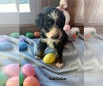 Small Photo #7 Bernedoodle Puppy For Sale in OMAHA, NE, USA