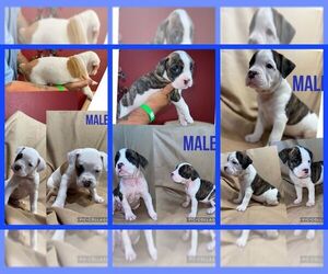 Olde English Bulldogge Puppy for sale in LUBBOCK, TX, USA