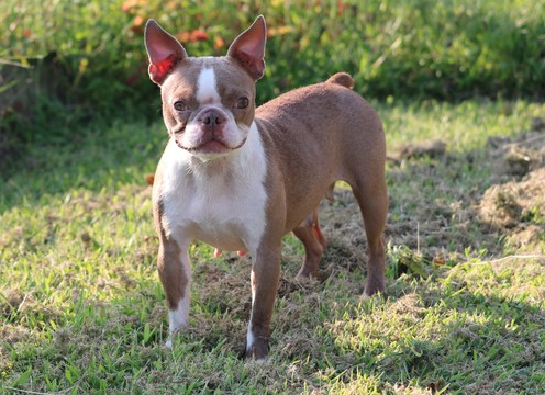 Medium Photo #1 Boston Terrier Puppy For Sale in CLEMENTS, MD, USA