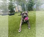 Small #1 American Bulldog Mix