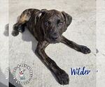 Small #13 Boxer-German Wirehaired Pointer Mix