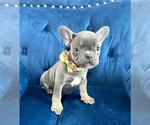 Small #8 French Bulldog