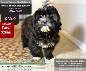 Zuchon Puppy for sale in TUCSON, AZ, USA