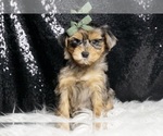 Small #1 Morkie