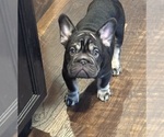 Puppy Puppy 2 French Bulldog